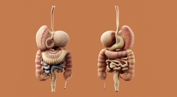 Gastrointestinal Health